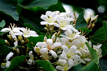 Trẩu thường ra hoa vào tháng 3 đến tháng 6 hàng năm