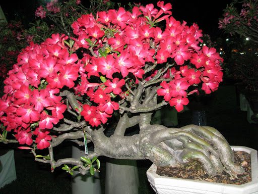 Hoa sứ được trồng kiểng phổ biến ở nước ta