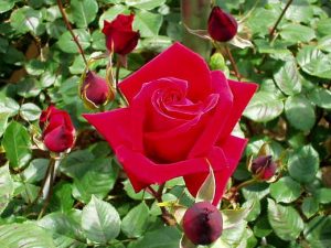 Phương pháp làm đẹp và điều trị bệnh từ hoa hồng