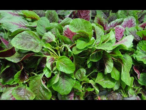 Bài thuốc hay từ cây rau dền mà nhiều bạn có thể chưa biết đến