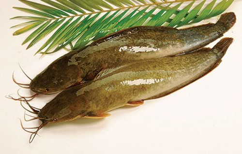 Một số món ăn bài thuốc trị bệnh từ cá trê